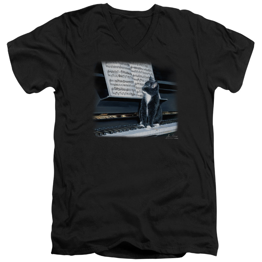 WILDLIFE/KITTEN ON THE KEYS