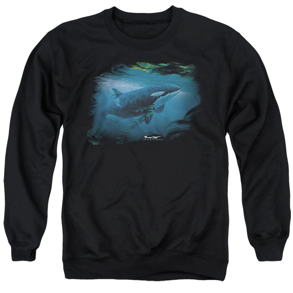 WILDLIFE/PURSUIT THRU THE KELP ORCA